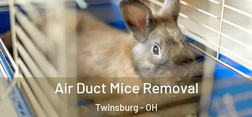 Air Duct Mice Removal Twinsburg - OH